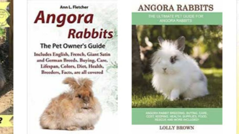 Keçiler gibi, Tavşanları da Kaçırmışız Ankara Tavşanı / Angora Rabbit 