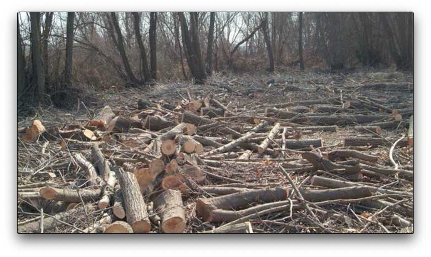 Muğla'da Virüs Bahanesiyle Orman Katliamı