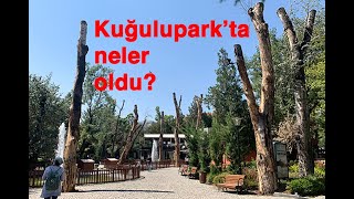 Ankara Gündemi: Kuğulupark'taki Ağaçlar Hakkındaki Haberin Ardından...